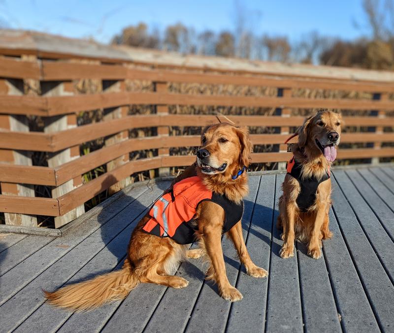 Cabelas dog 2024 life vest