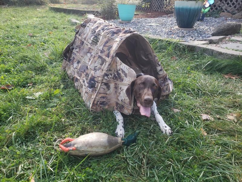 Northern Flight 3-Person Field Hunting Blind