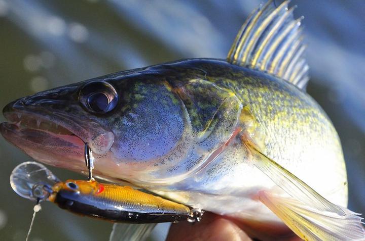 Dynamic Lures J-Spec, The Hookup - True North Wilds