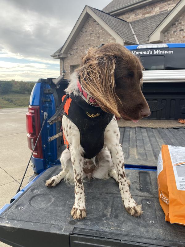 Cabela's dog outlet training supplies