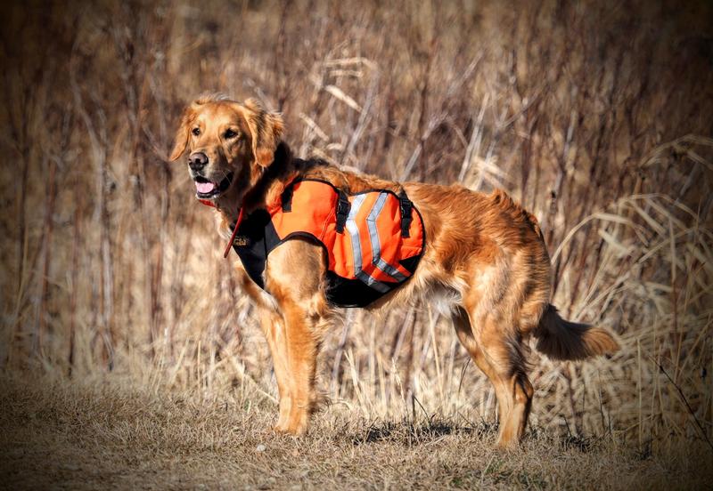 Browning upland hot sale dog vest