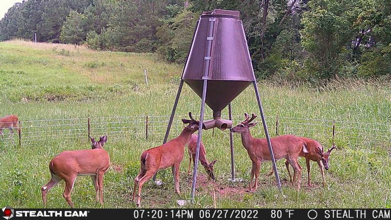 deer feeding information