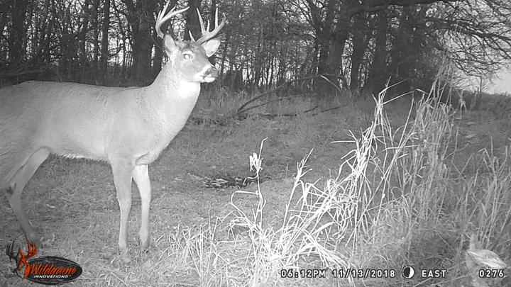 mirage deer camera
