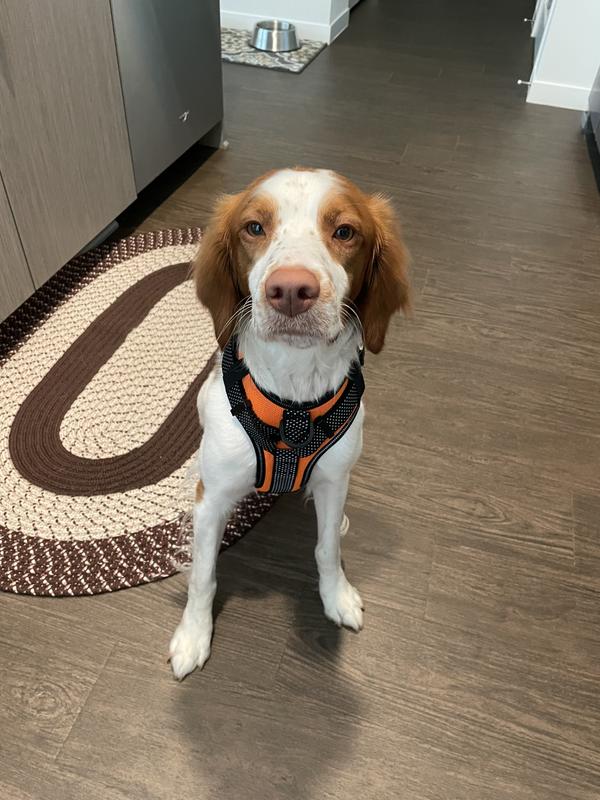 Cabelas shop dog harness