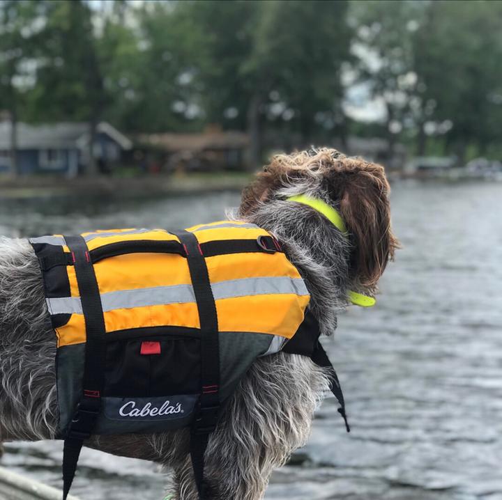 cabelas neoprene dog vest