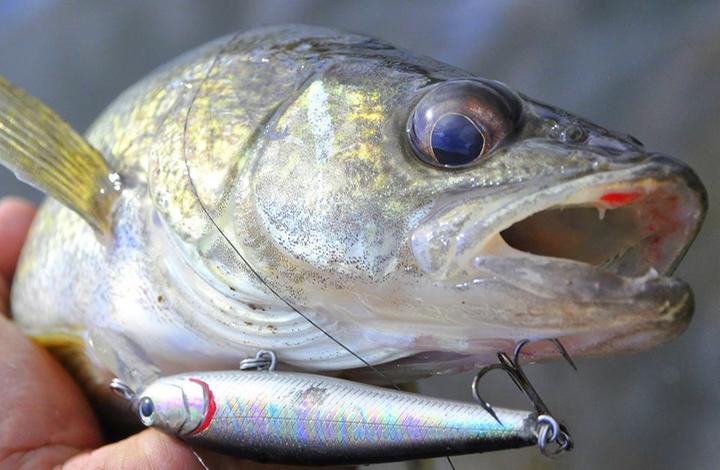 Dynamic Lures J-Spec (Perch V2) – Trophy Trout Lures and Fly Fishing