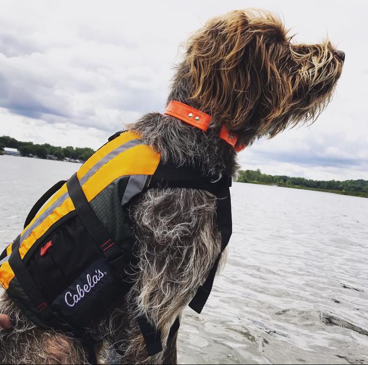 cabelas neoprene dog vest