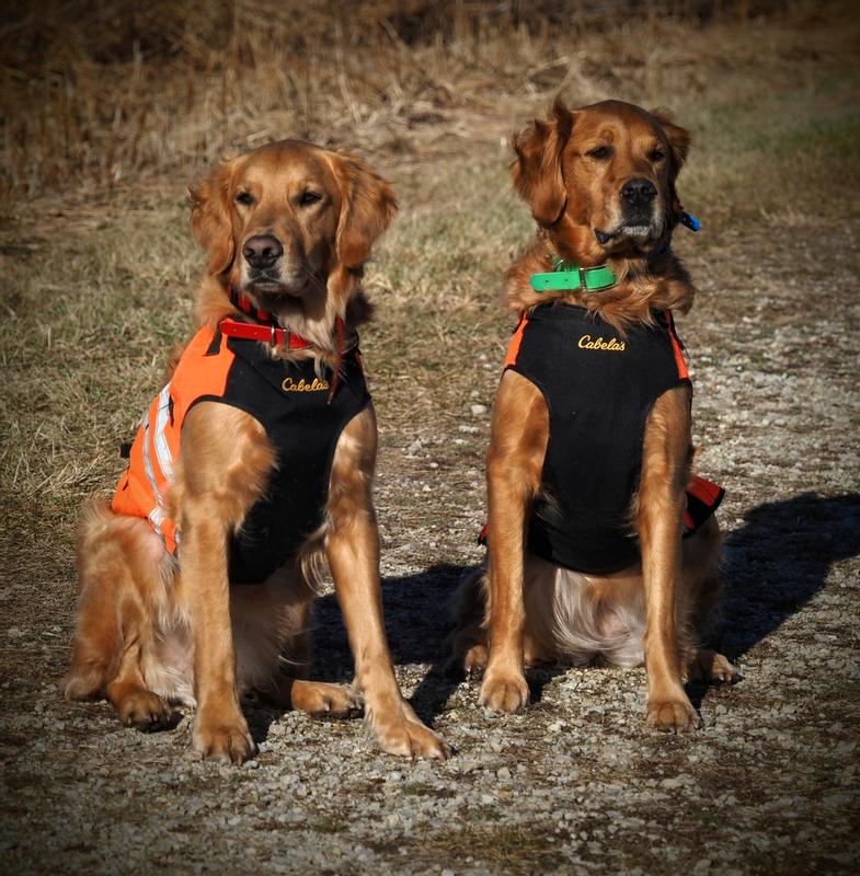 Cabelas dog life vest sale