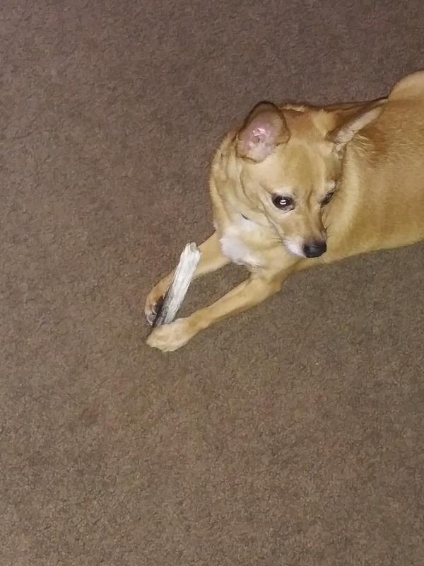 Loki with a Bully stick