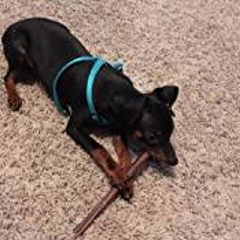 my cadet bully stick