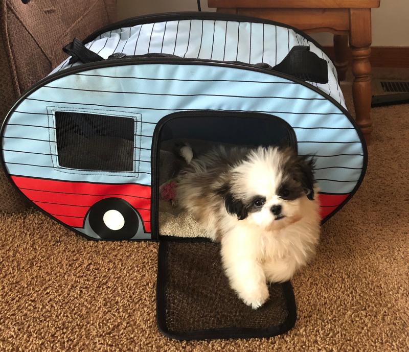rv pet carrier