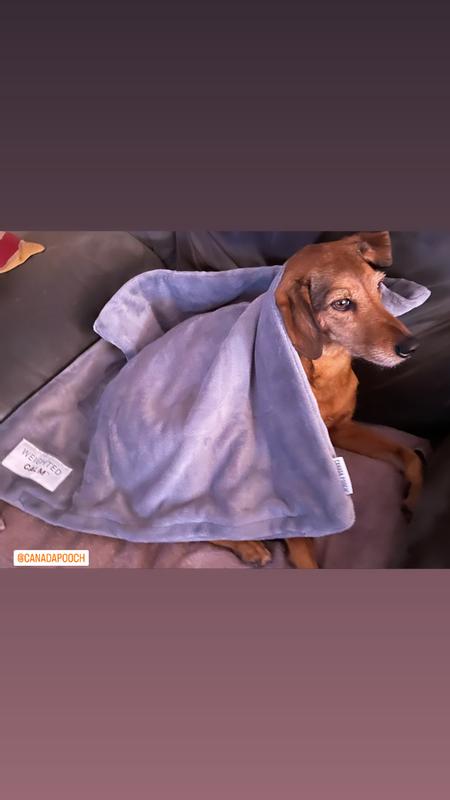 Heavy dog blanket sale