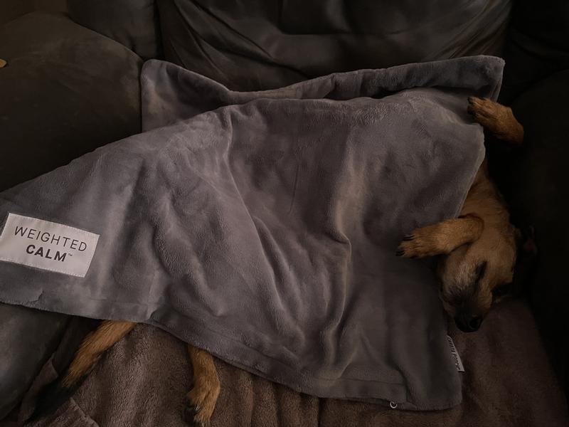 Heavy dog clearance blanket