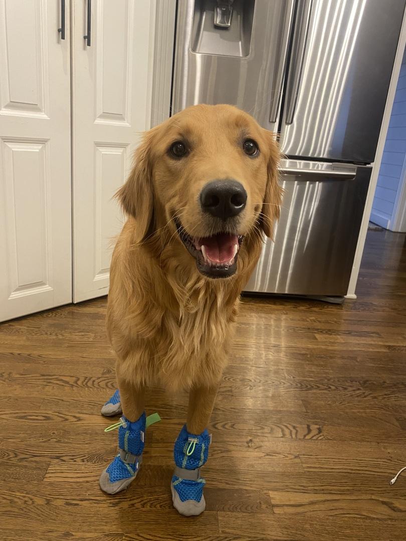 Dog shoes for summer petco best sale