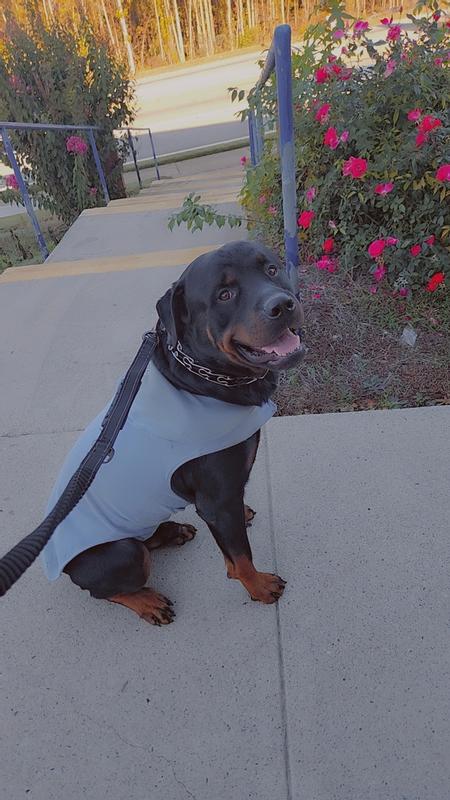 Petco anxiety outlet vest