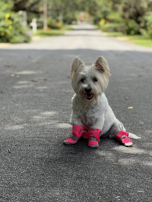 Canada Pooch Hot Pavement Dog Boots