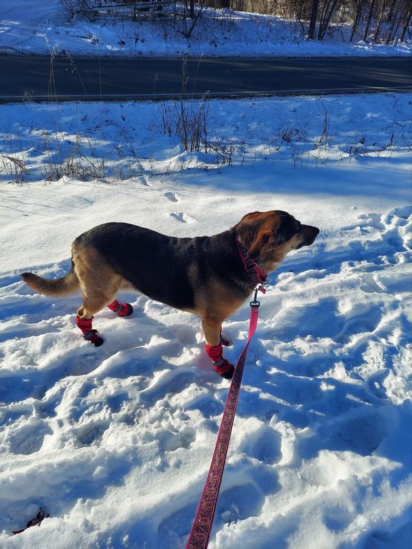 Dog boots to prevent digging sale