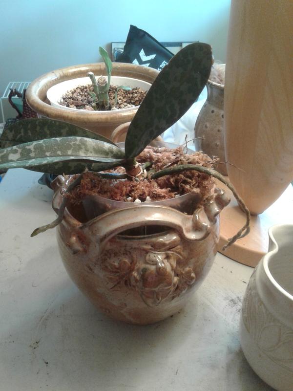 Repotted with a little sphagnum moss.  Used distilled water to soak the orchid bark & the moss