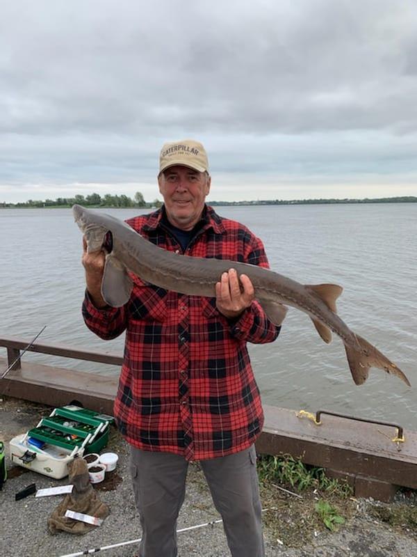 15 LBS Yellow sturgeon