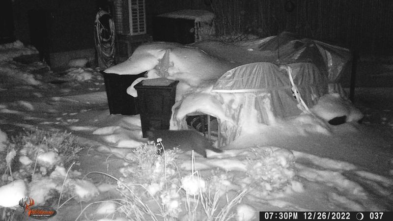 A regular visitor to our yard year round