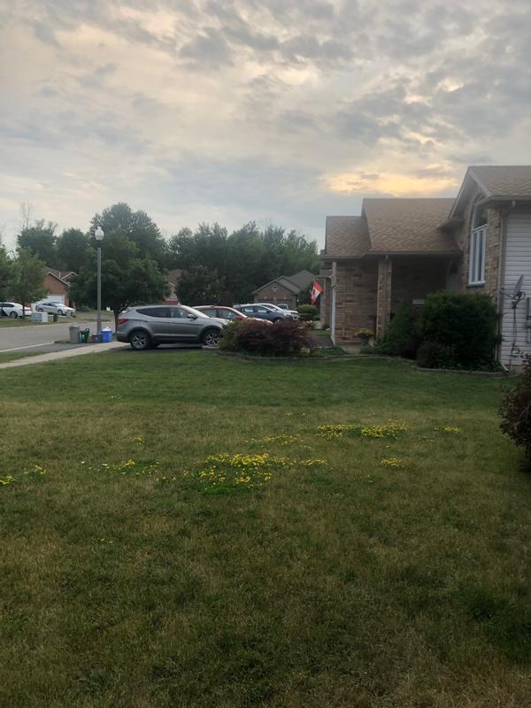 My front lawn (close) and neighbour's lawn.