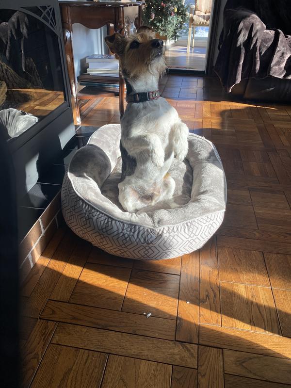 Ollie sitting pretty in his new bed =)