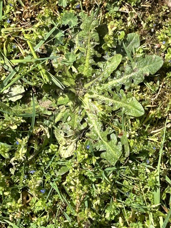 Photo - commentaire&nbsp;1.