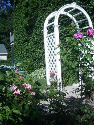 Mon rosier "John Cabot" très rustique pour nos hivers grimpe bien dans cette tonnelle.