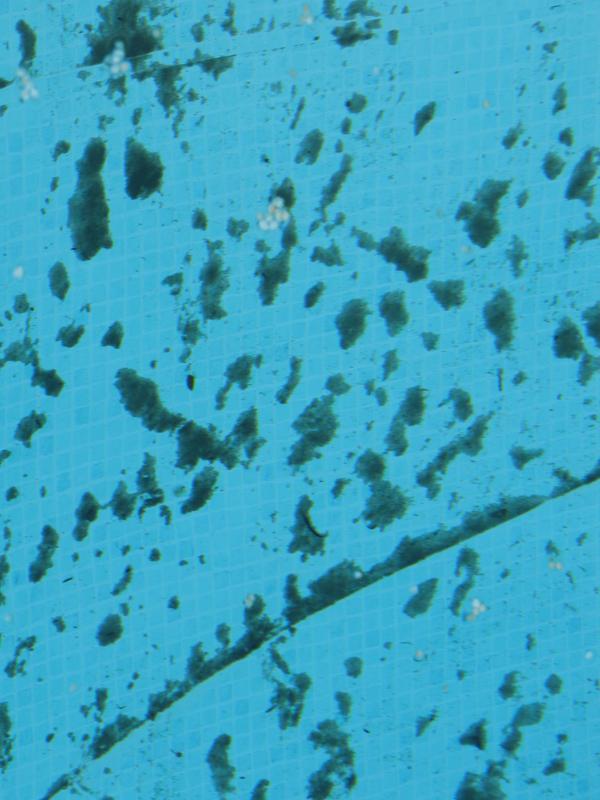 Photo - commentaire 7.