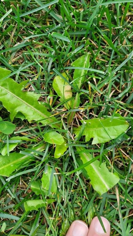 Photo - commentaire&nbsp;5.