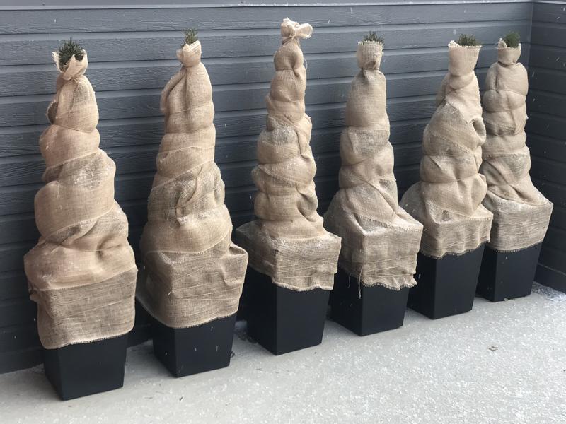 Winterizing cedar tree