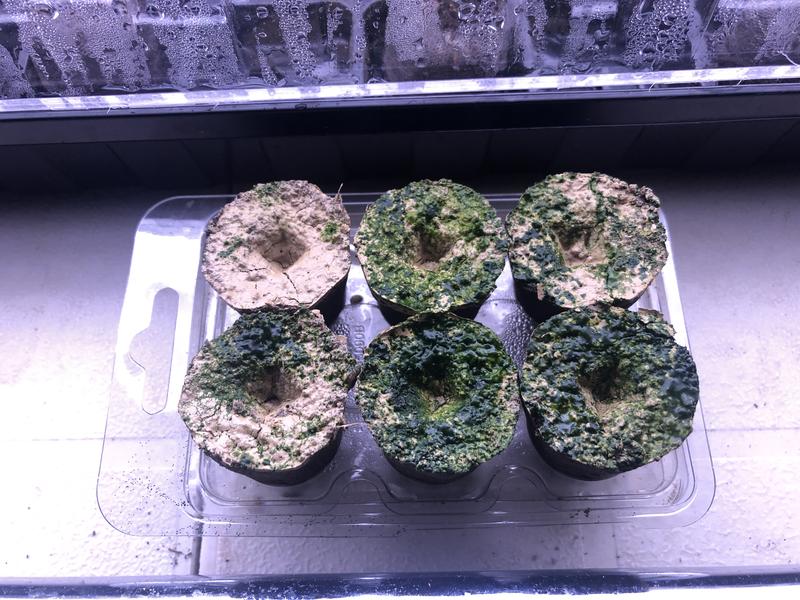 No sprouts after 25 days. They are a dud!