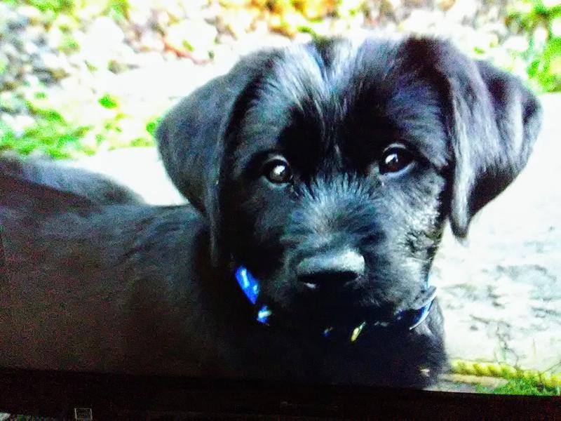 Photo - commentaire 3.