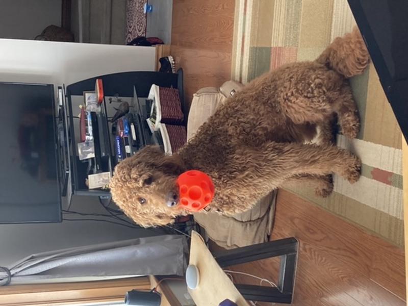 Reggie with his favourite treat toy