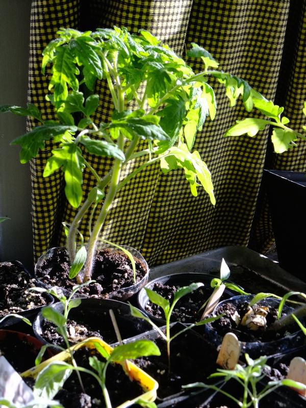 happy tomato & peppers in window, no added lights, April 22. It's a month before planting. Good soil. Everything is doing incredibly well, chemical-free.