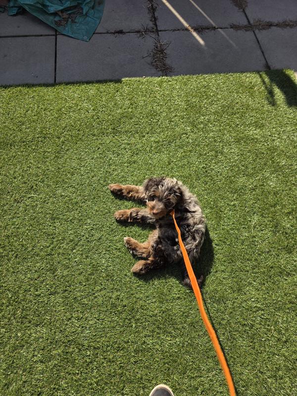 Love my artificial grass