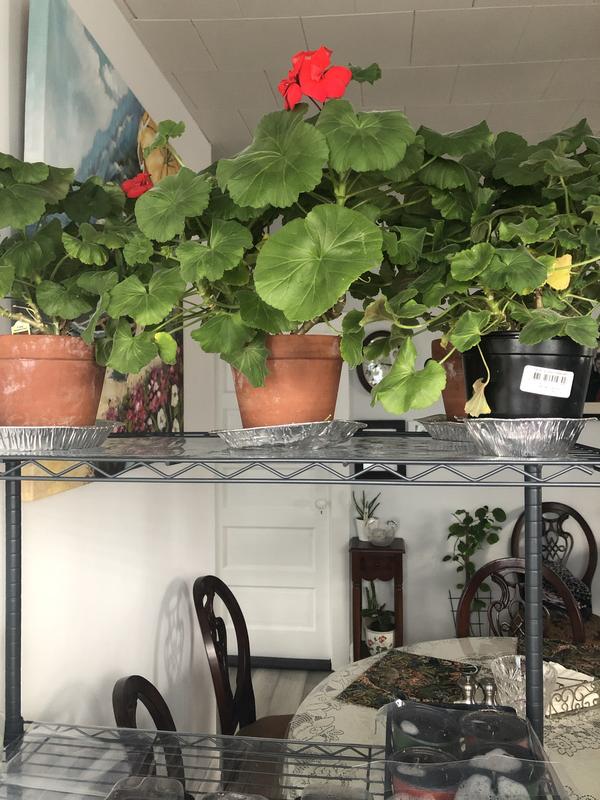 Photo - commentaire 6.