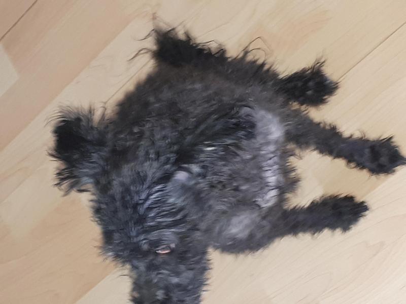 Ma chienne de 15 livres