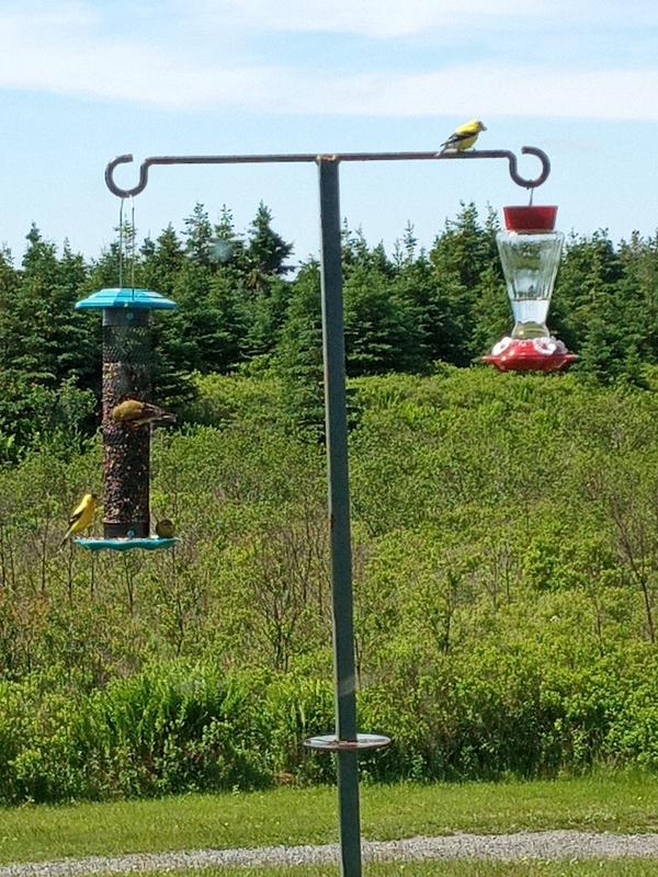 Goldfinches love it, I've seen as many as 5 at a time on this feeder