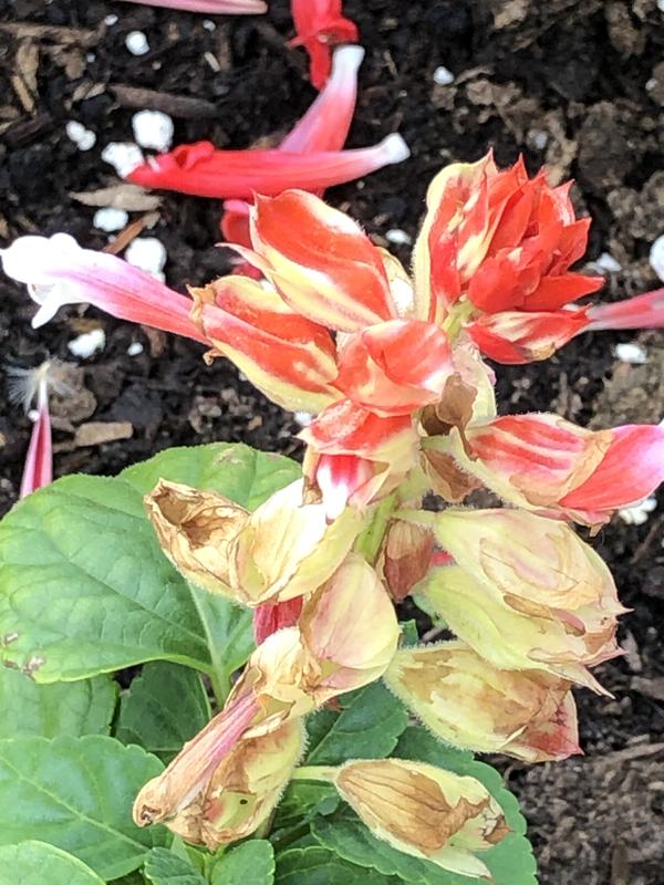 After Bobbex - growing in soil near sprayed flower.