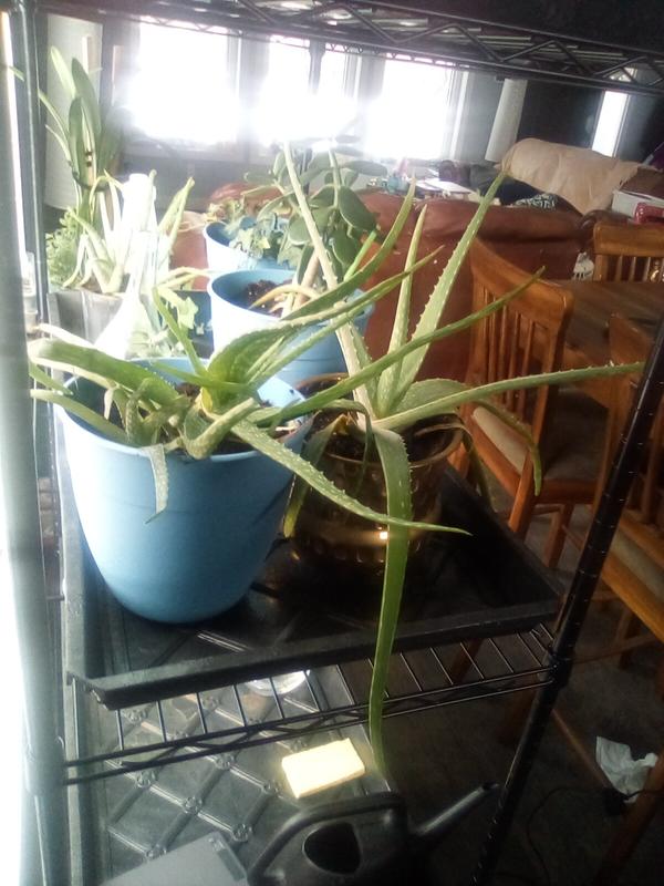 Small cuts at the corners help it fit in the shelves