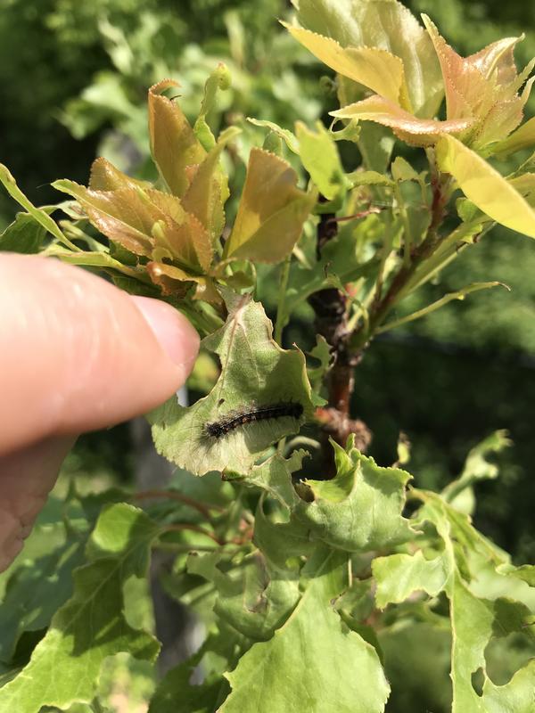 Photo - commentaire&nbsp;5.