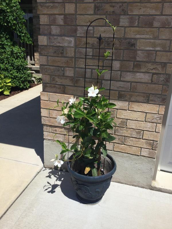 Finial Trellis and Mandevilla