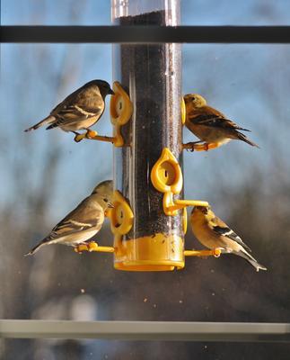 Photo - commentaire 6.