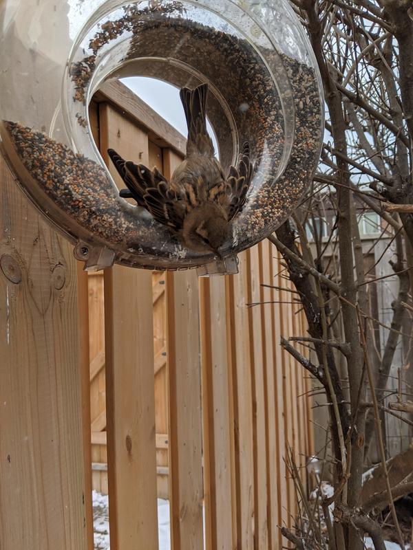 Bird with head and wings caught in stand of feeder