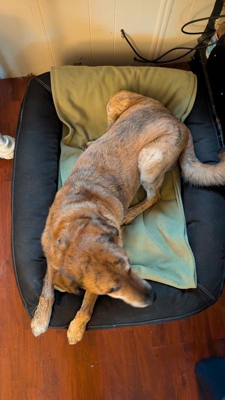 My dogs new reddy bed