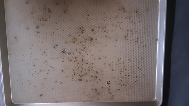 Paterno cookie sheet