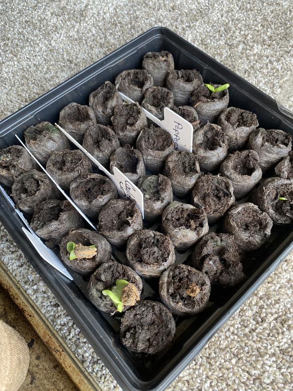 Photo - commentaire&nbsp;1.