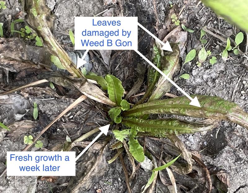Treated dandelion with fresh growth