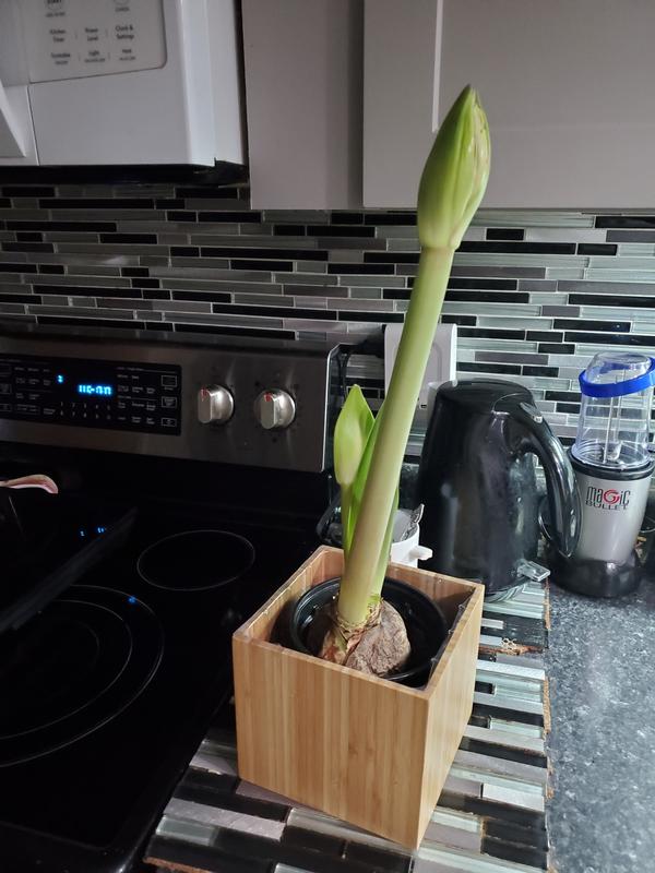 Only 2 weeks since purchased